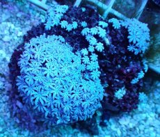 画像1: No.1 フィジー産 クダサンゴ (1)