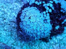 画像2: No.1 フィジー産 クダサンゴ (2)