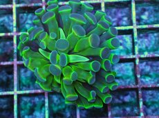 画像1: No.1 ナガレハナサンゴ  ホログラム Hologram (1)