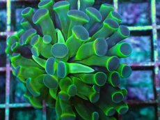 画像2: No.1 ナガレハナサンゴ  ホログラム Hologram (2)