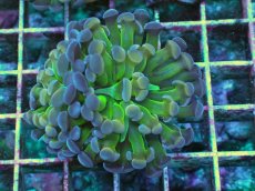 画像1: No.2 ナガレハナサンゴ  ホログラム Hologram (1)