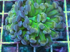 画像2: No.2 ナガレハナサンゴ  ホログラム Hologram (2)