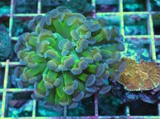 画像1: No.3 ナガレハナサンゴ  ホログラム Hologram (1)