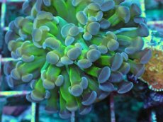 画像2: No.3 ナガレハナサンゴ  ホログラム Hologram (2)