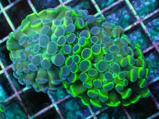 画像1: No.4 ナガレハナサンゴ  ホログラム Hologram (1)