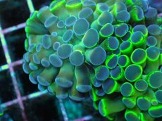 画像2: No.4 ナガレハナサンゴ  ホログラム Hologram (2)