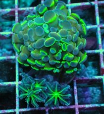 画像1: No.5 ナガレハナサンゴ  ホログラム Hologram (1)