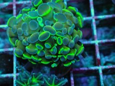 画像2: No.5 ナガレハナサンゴ  ホログラム Hologram (2)