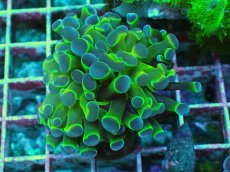 画像1: No.6 ナガレハナサンゴ  ホログラム Hologram (1)