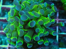 画像2: No.6 ナガレハナサンゴ  ホログラム Hologram (2)