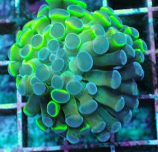 画像1: No.7 ナガレハナサンゴ  ホログラム Hologram (1)