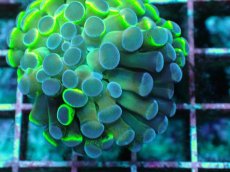 画像2: No.7 ナガレハナサンゴ  ホログラム Hologram (2)