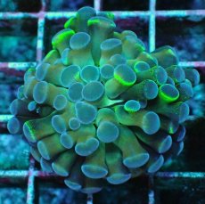 画像1: No.8 ナガレハナサンゴ  ホログラム Hologram (1)