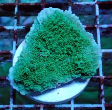 画像1: No.1 チヂミコモンサンゴ グリーン (1)