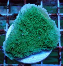 画像2: No.1 チヂミコモンサンゴ グリーン (2)