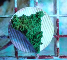 画像1: No.2 チヂミコモンサンゴ グリーン (1)