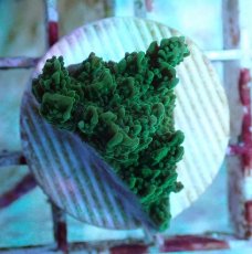 画像2: No.2 チヂミコモンサンゴ グリーン (2)