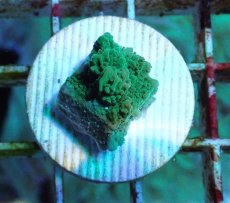 画像1: No.3 チヂミコモンサンゴ グリーン (1)