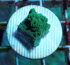 画像2: No.3 チヂミコモンサンゴ グリーン (2)
