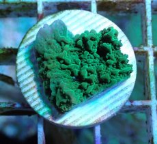 画像1: No.4 チヂミコモンサンゴ グリーン (1)