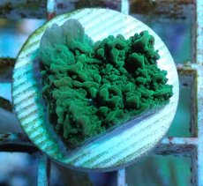 画像2: No.4 チヂミコモンサンゴ グリーン (2)