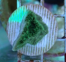 画像1: No.5 チヂミコモンサンゴ グリーン (1)