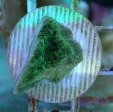 画像2: No.5 チヂミコモンサンゴ グリーン (2)