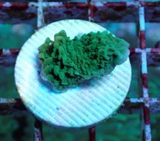 画像1: No.6 チヂミコモンサンゴ グリーン (1)