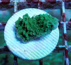 画像2: No.6 チヂミコモンサンゴ グリーン (2)