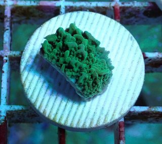 オオバナサンゴ　グリーンマルチ No.83 オオバナサンゴ マルチカラーを買うならアクアスタイルユー 大阪