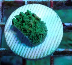 画像2: No.7 チヂミコモンサンゴ グリーン (2)