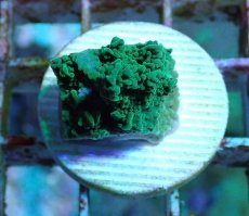 画像1: No.8 チヂミコモンサンゴ グリーン (1)