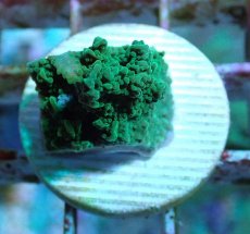 画像2: No.8 チヂミコモンサンゴ グリーン (2)