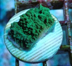 画像2: No.9 チヂミコモンサンゴ グリーン (2)