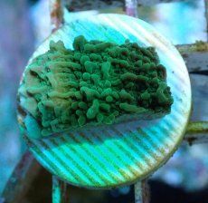 画像1: No.10 チヂミコモンサンゴ グリーン (1)