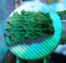 画像2: No.10 チヂミコモンサンゴ グリーン (2)