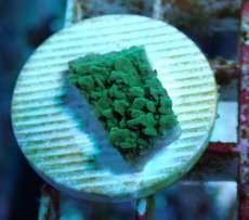 画像1: No.11 チヂミコモンサンゴ グリーン (1)