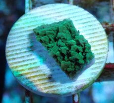 画像2: No.11 チヂミコモンサンゴ グリーン (2)