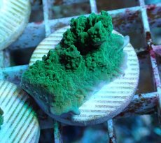 画像1: No.12 チヂミコモンサンゴ グリーン (1)