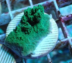 画像2: No.12 チヂミコモンサンゴ グリーン (2)