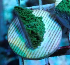 画像1: No.13 チヂミコモンサンゴ グリーン (1)