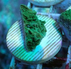 画像2: No.13 チヂミコモンサンゴ グリーン (2)