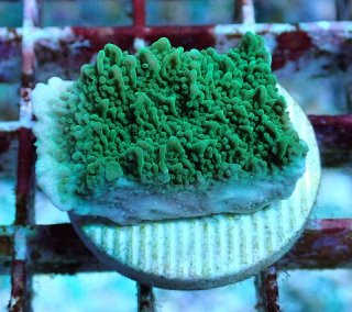 No.1 カワラフサトサカ グリーンを買うならアクアスタイルユー 大阪の