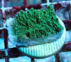 画像2: No.14 チヂミコモンサンゴ グリーン (2)