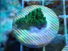 画像1: No.15 チヂミコモンサンゴ グリーン (1)