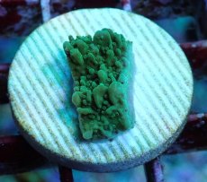 画像1: No.16 チヂミコモンサンゴ グリーン (1)