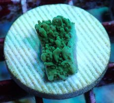 画像2: No.16 チヂミコモンサンゴ グリーン (2)