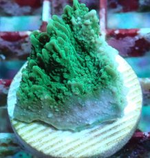 画像1: No.17 チヂミコモンサンゴ グリーン (1)