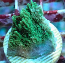 画像2: No.17 チヂミコモンサンゴ グリーン (2)