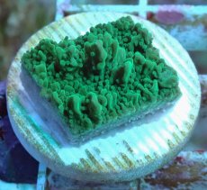 画像1: No.18 チヂミコモンサンゴ グリーン (1)